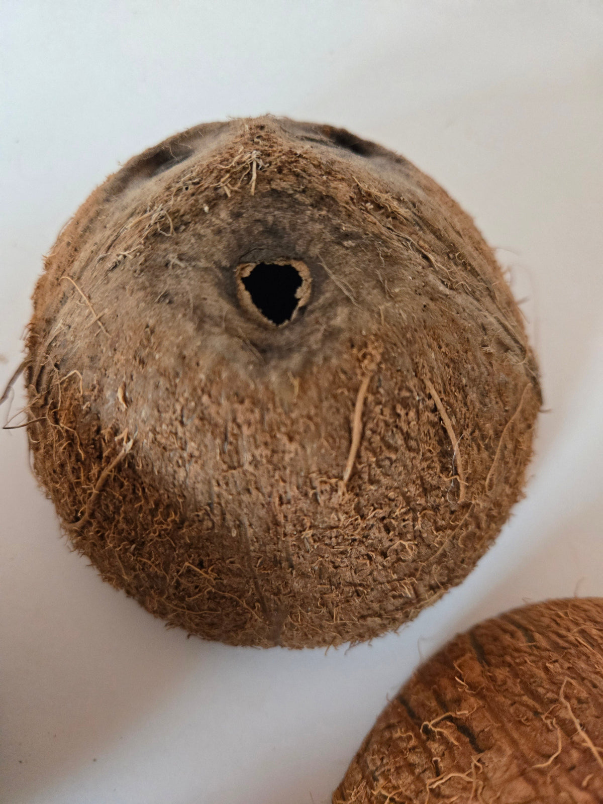 Natural Dried Coconut Shell Halves (Cocos nucifera)