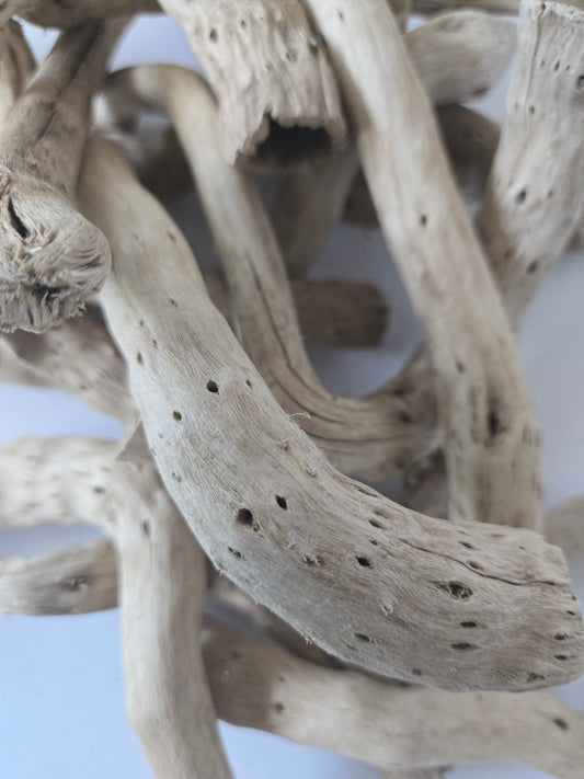 Natural Dried Cabbage Roots / Gobi Tails (Brassica oleracea)