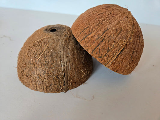 Natural Dried Coconut Shell Halves (Cocos nucifera)
