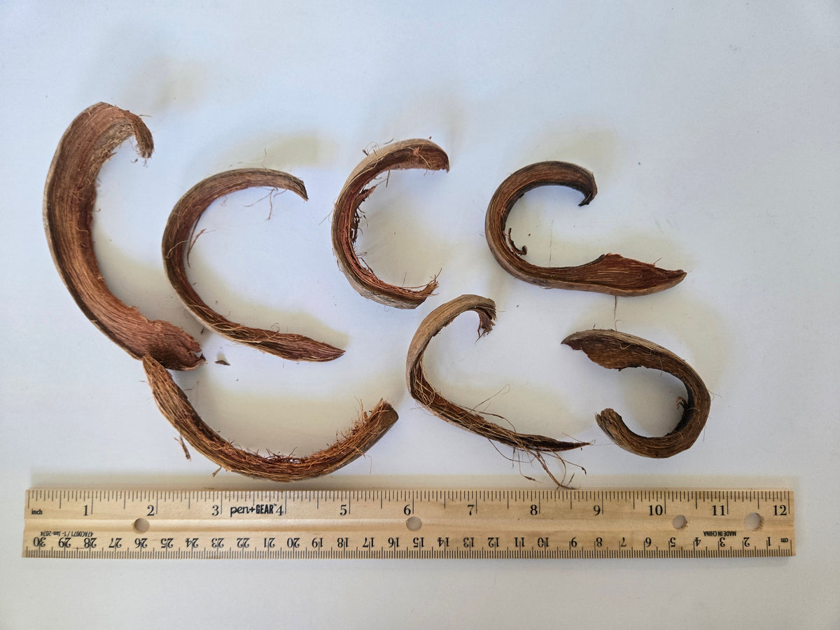 Natural Dried Coco Curls (Cocos nucifera)