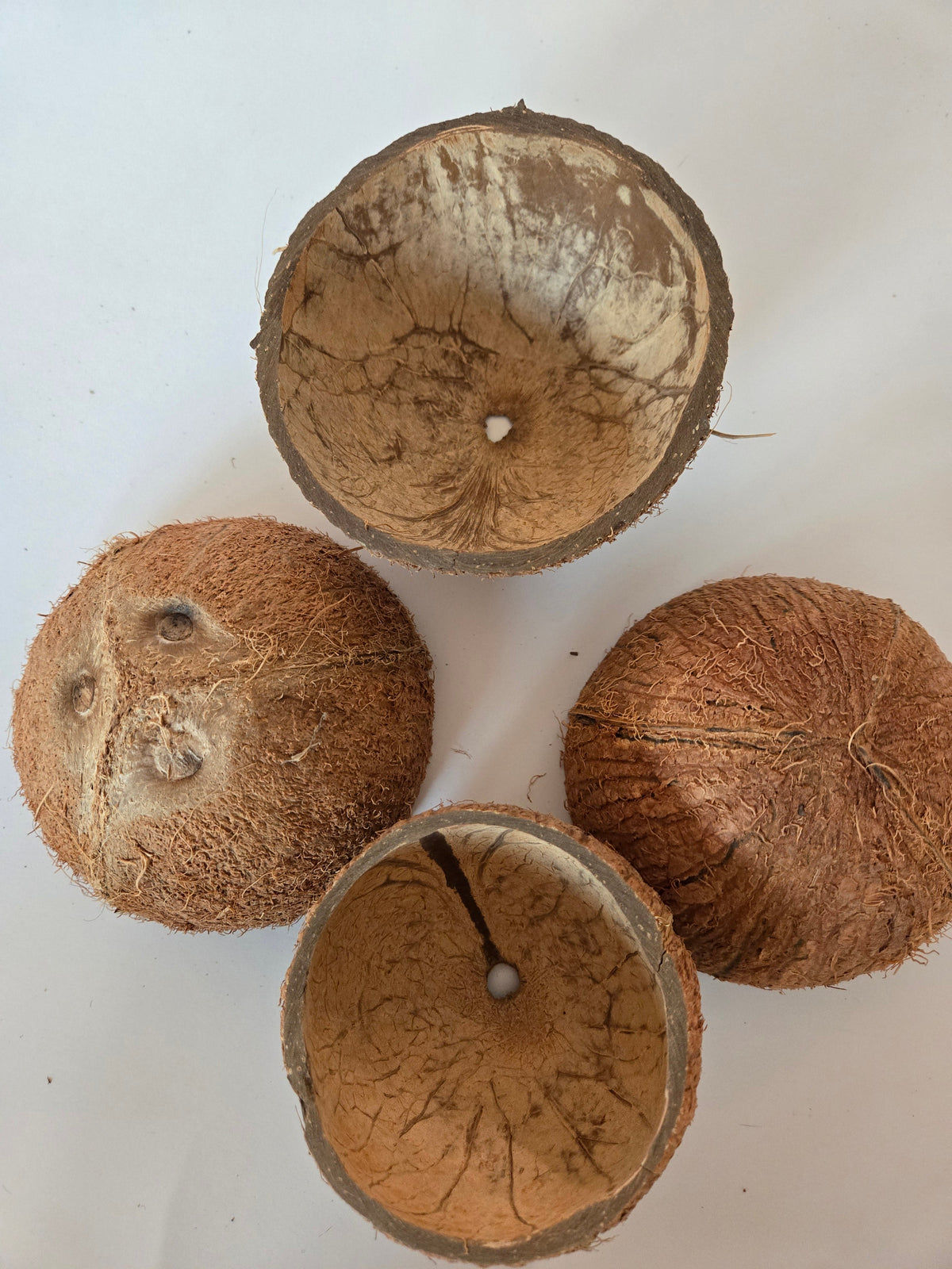 Natural Dried Coconut Shell Halves (Cocos nucifera)