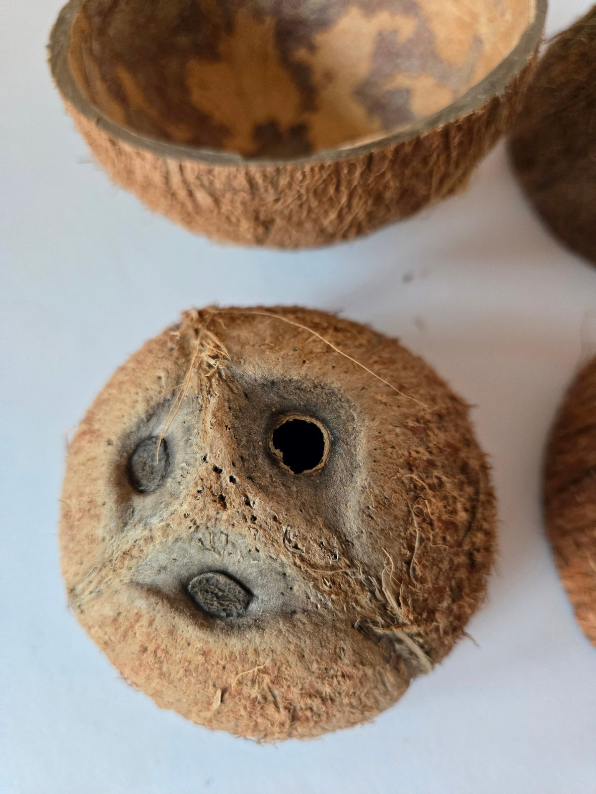 Natural Dried Coconut Shell Halves (Cocos nucifera)