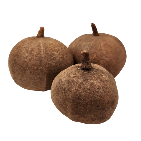 Natural Dried Whole Tingui Pods (Magonia pubescens)