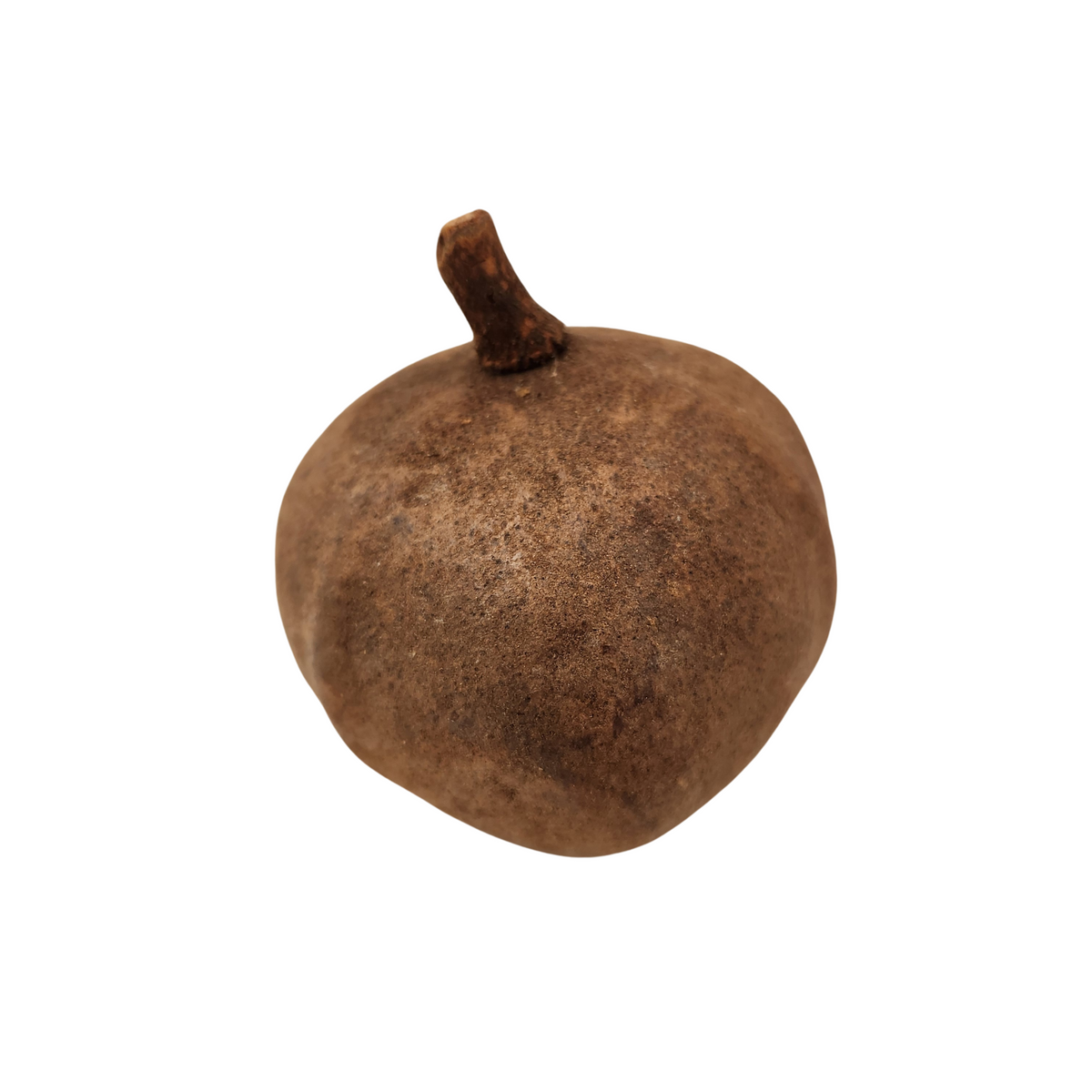 Natural Dried Whole Tingui Pods (Magonia pubescens)