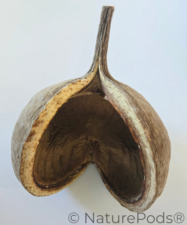 Natural Dried Buddha Nut Pods (Pterygota alata)