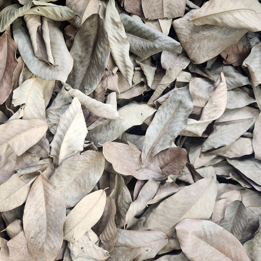 Peruvian Cows Ears Leaf Litter (Coccoloba spp.) 1 oz Bag