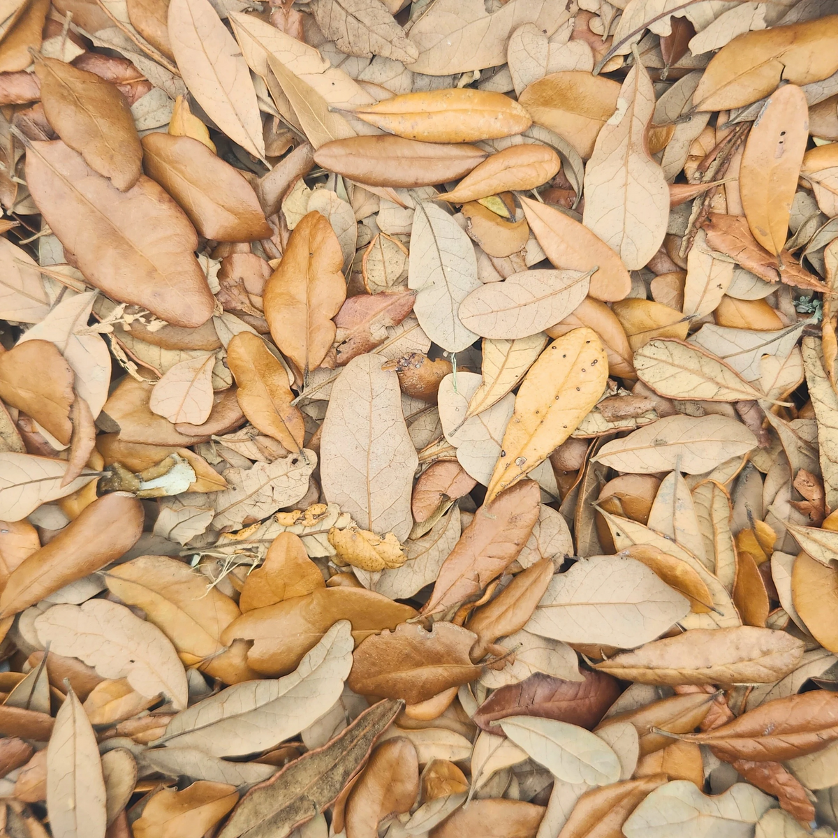 Live Oak Leaf Litter (Quercus virginiana) 1 oz Bag