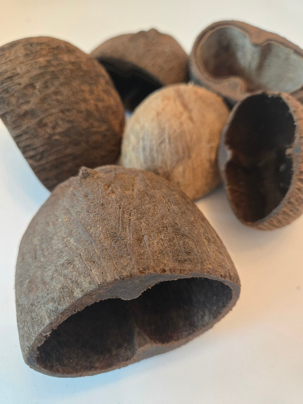 Natural Dried Palm Pods (Borassus flabellifer)