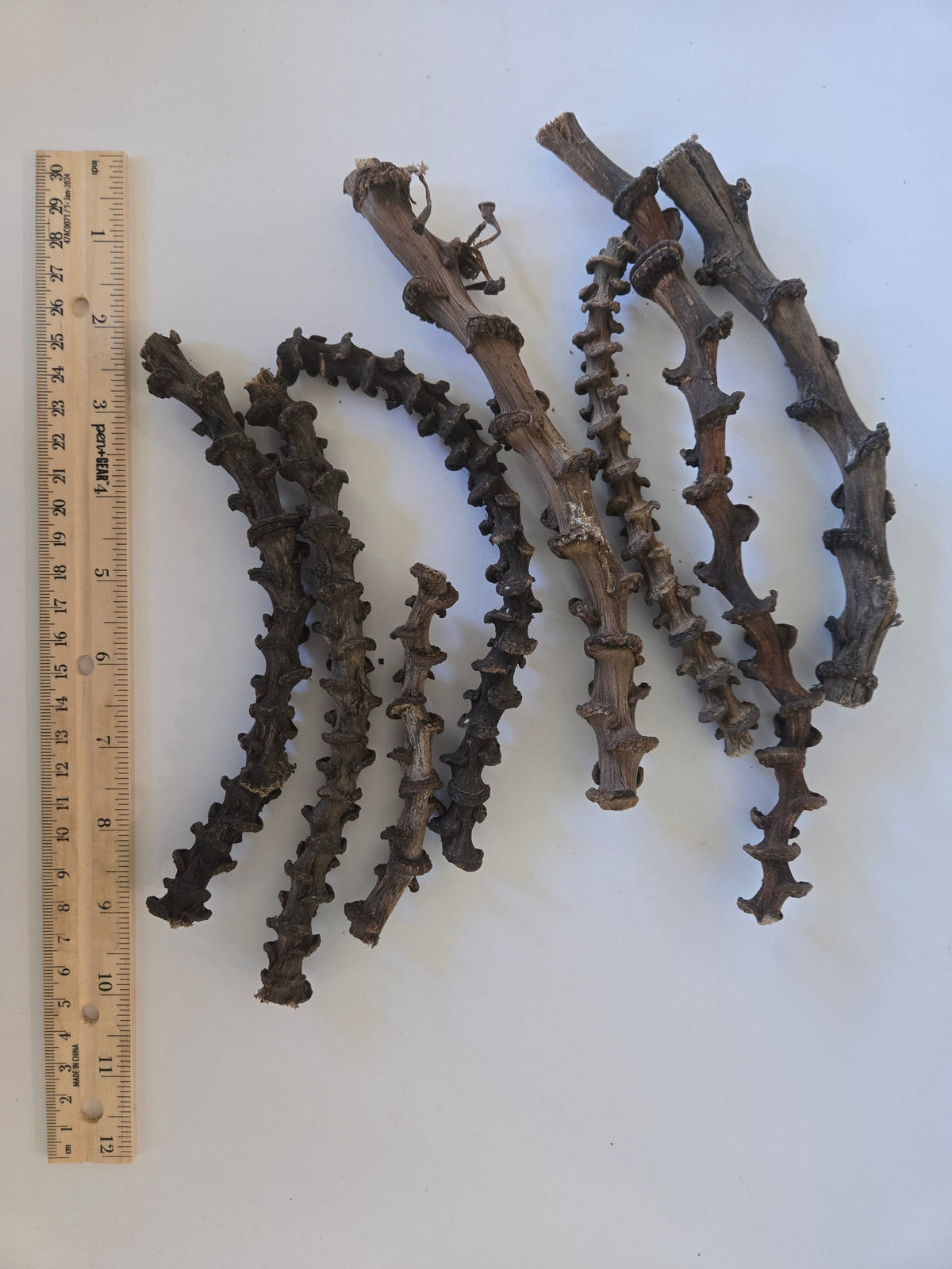 Natural Dried Banana Stems (Musa acuminata)