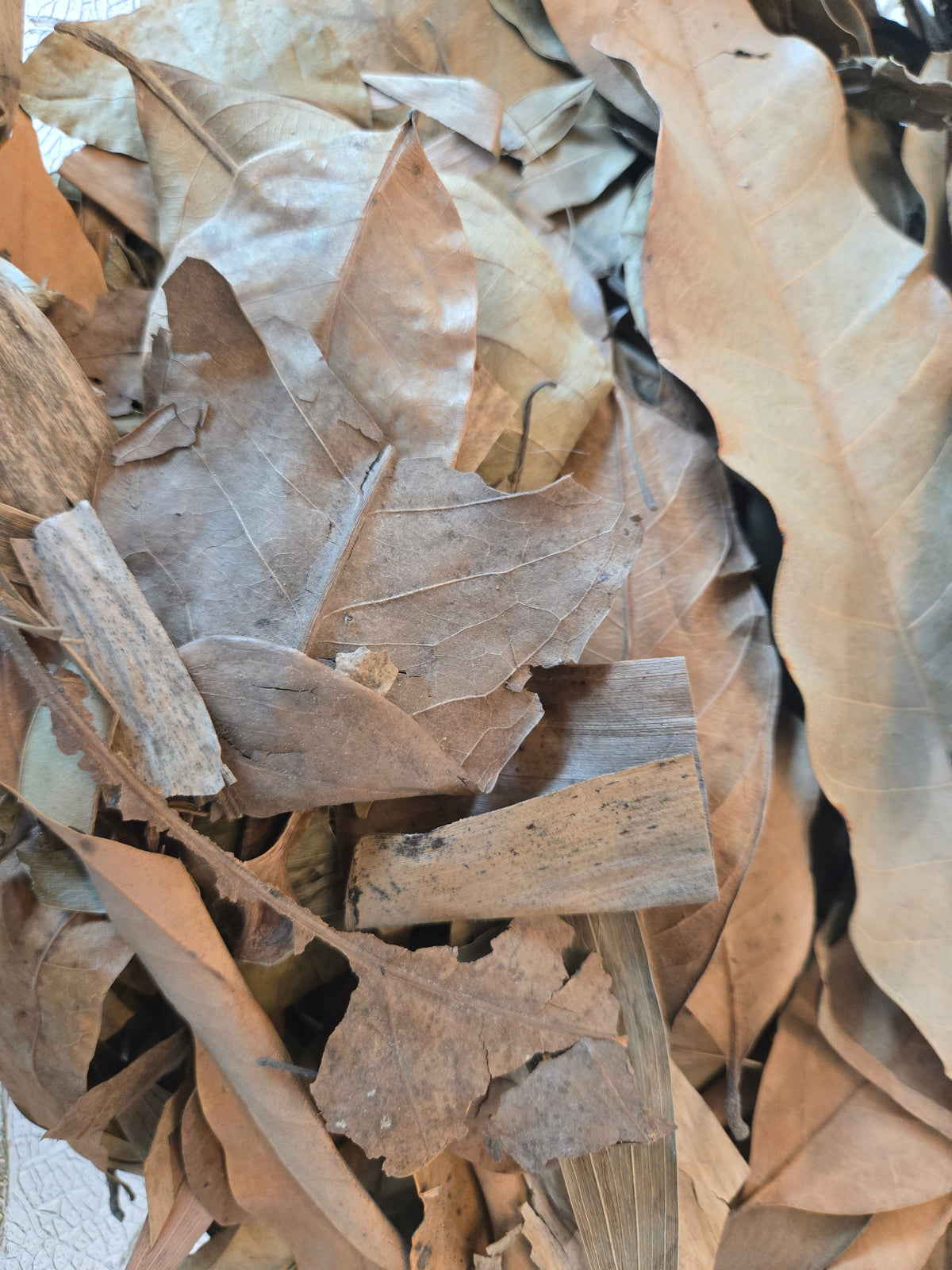 Premium Assorted Leaf Litter - Tropical Blend (1 lb Bulk Bag)