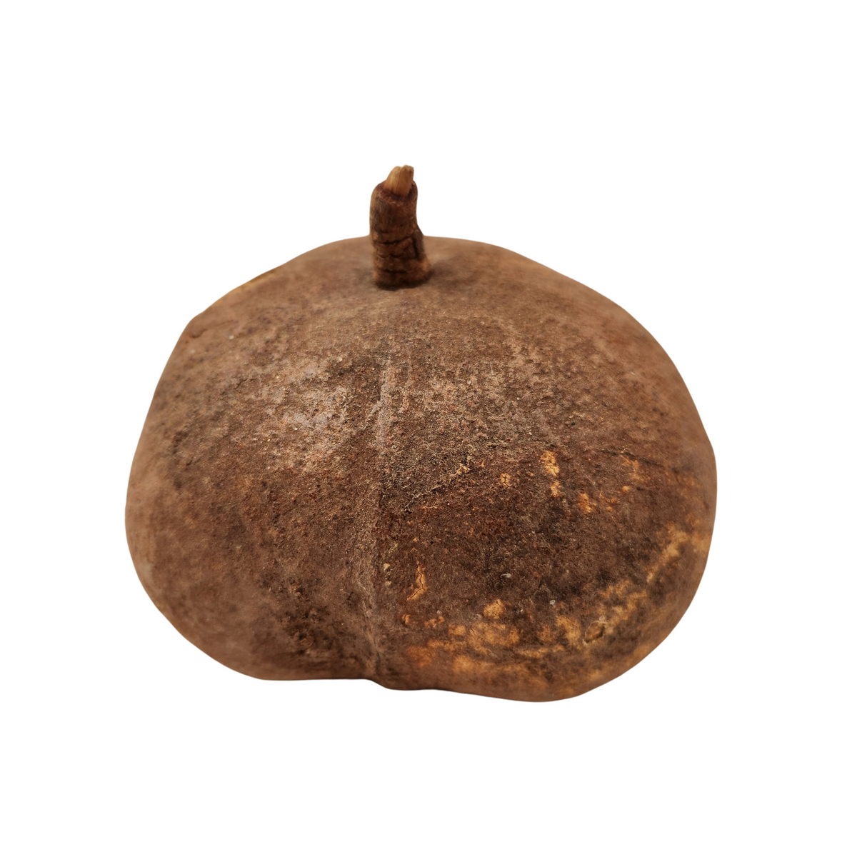 Natural Dried Whole Tingui Pods (Magonia pubescens)