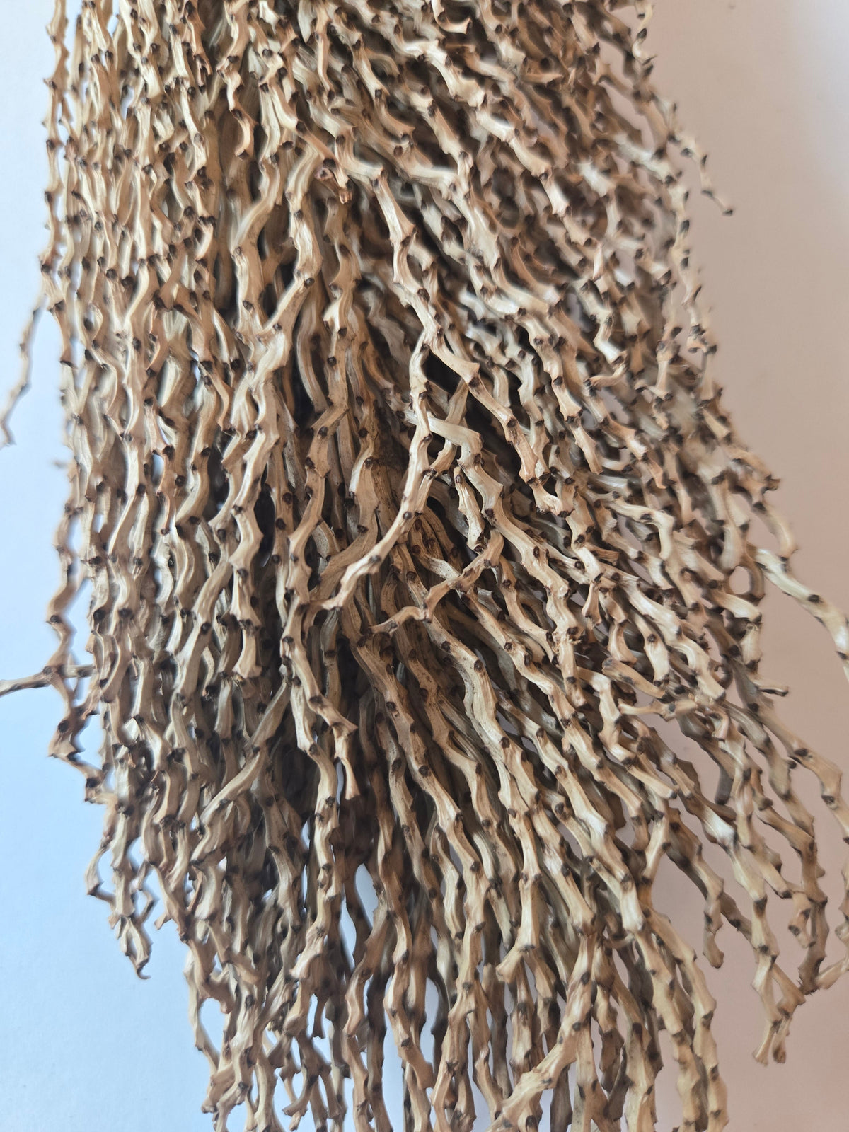 Natural Dried Date Palm Stalks (Phoenix dactylifera)