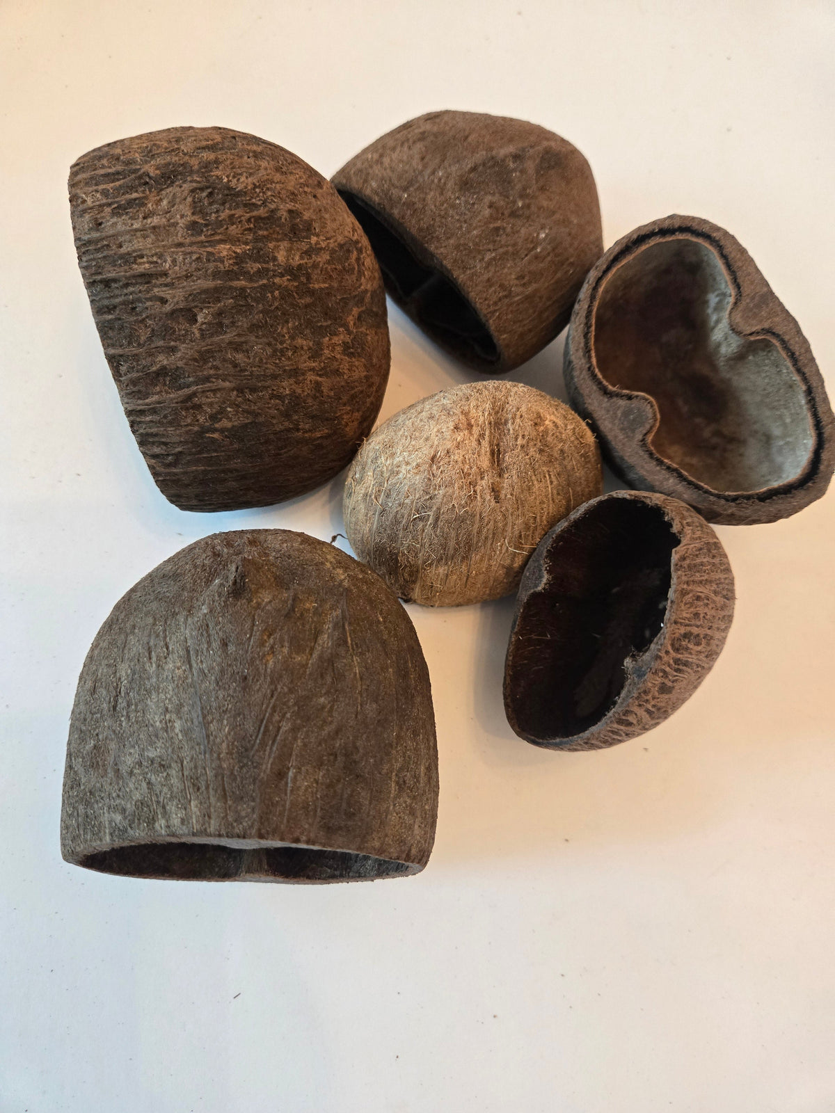 Natural Dried Palm Pods (Borassus flabellifer)