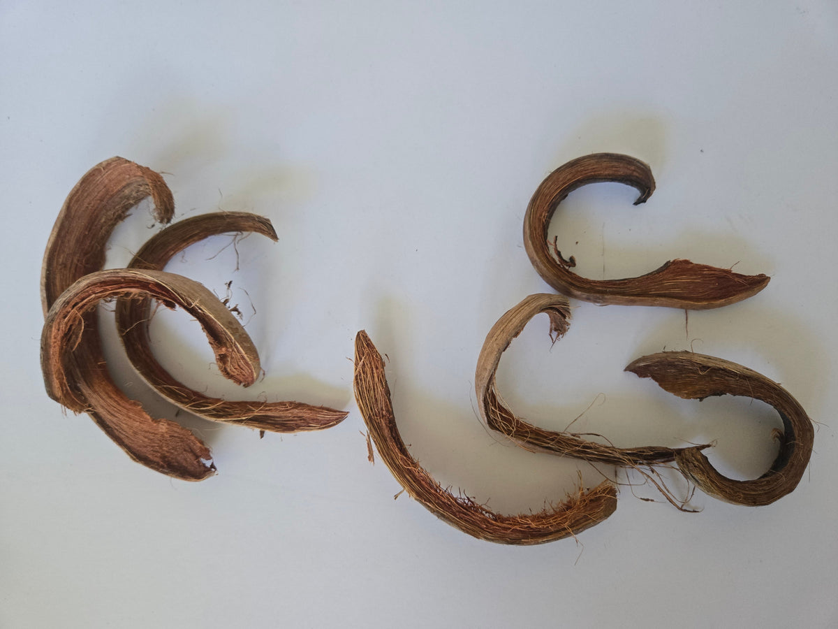 Natural Dried Coco Curls (Cocos nucifera)