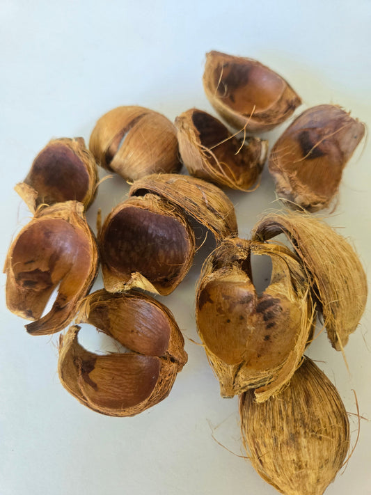 Natural Dried Betel Nut Husks (Areca catechu)