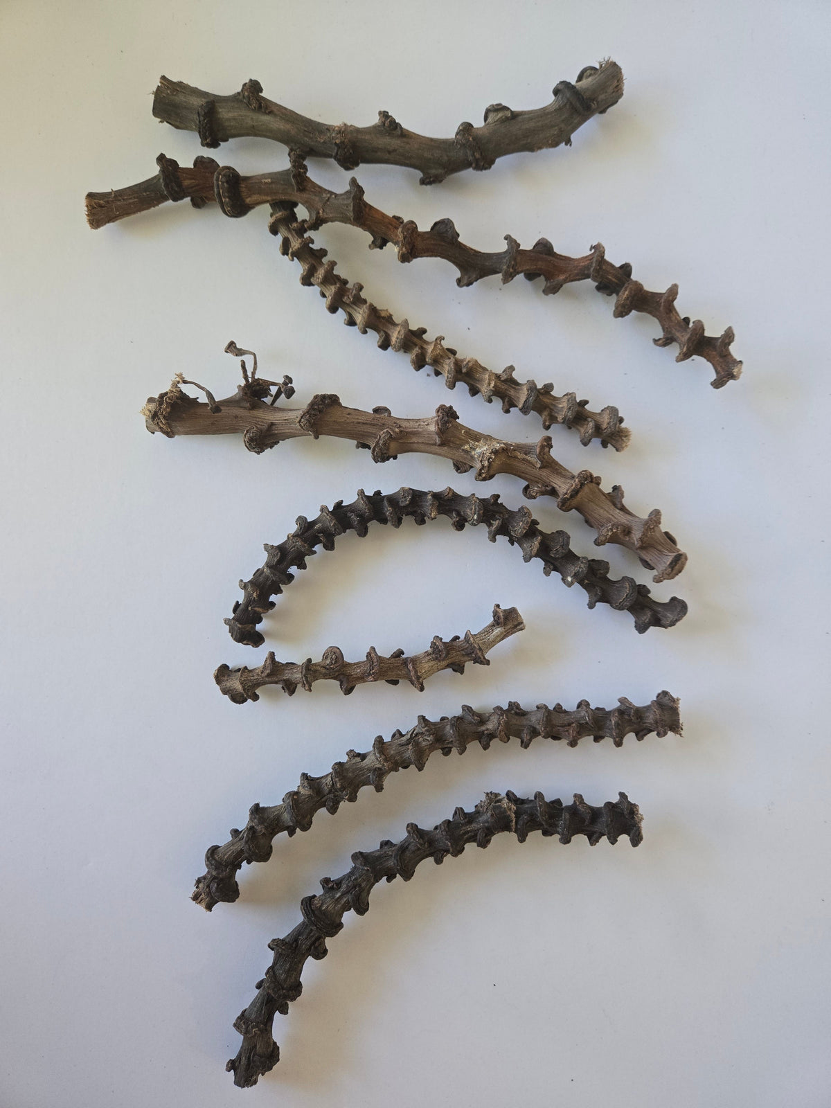 Natural Dried Banana Stems (Musa acuminata)