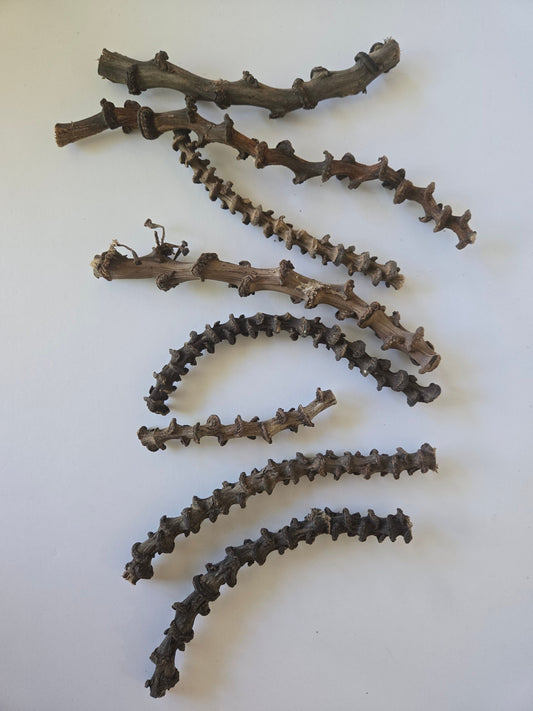 Natural Dried Banana Stems (Musa acuminata)