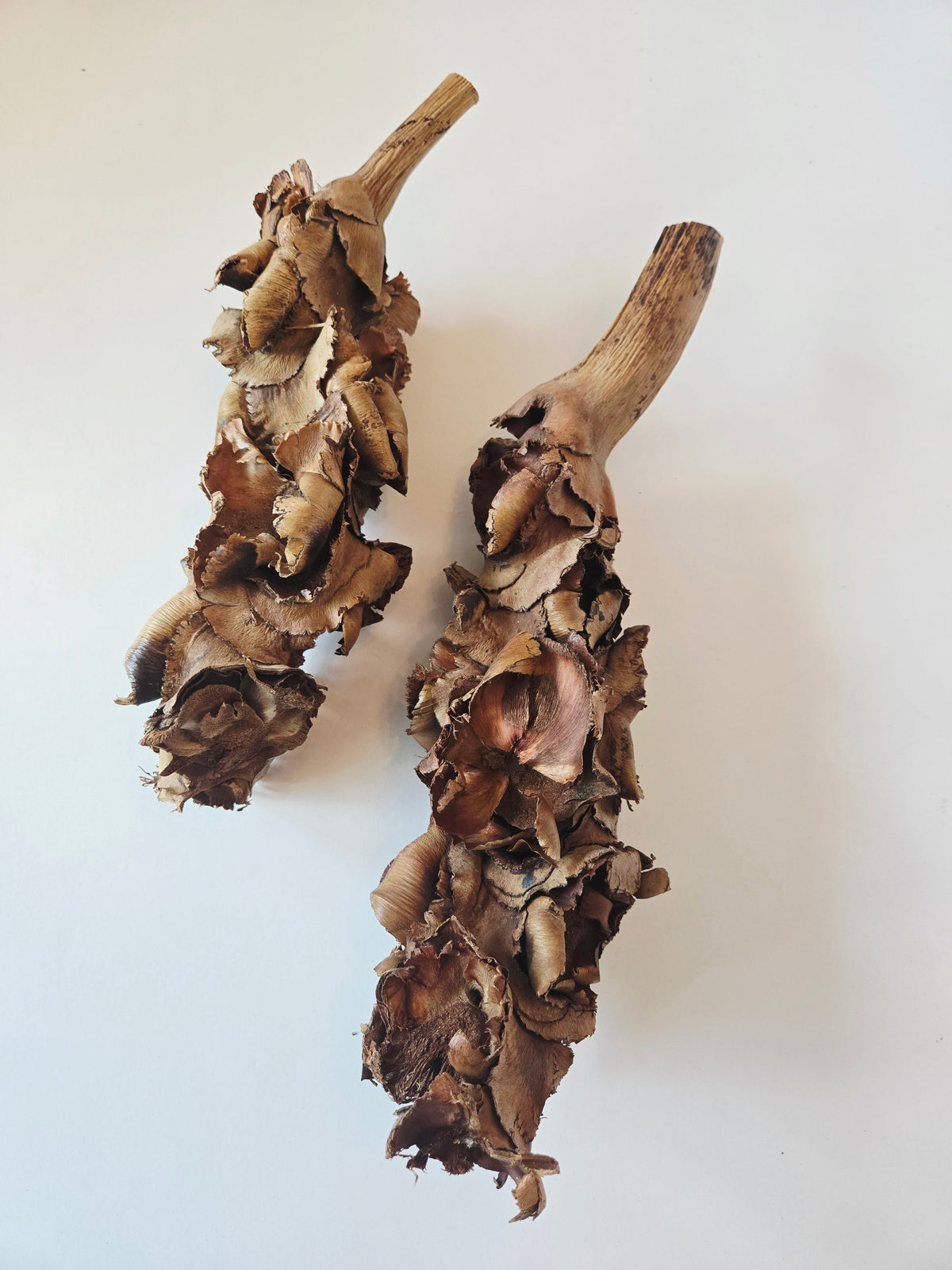 Natural Dried Palm Blossom Stalk (Borassus flabellifer)