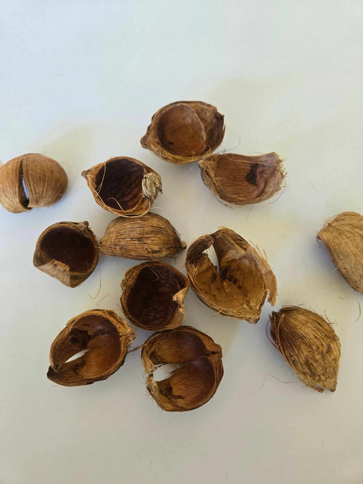 Natural Dried Betel Nut Husks (Areca catechu)
