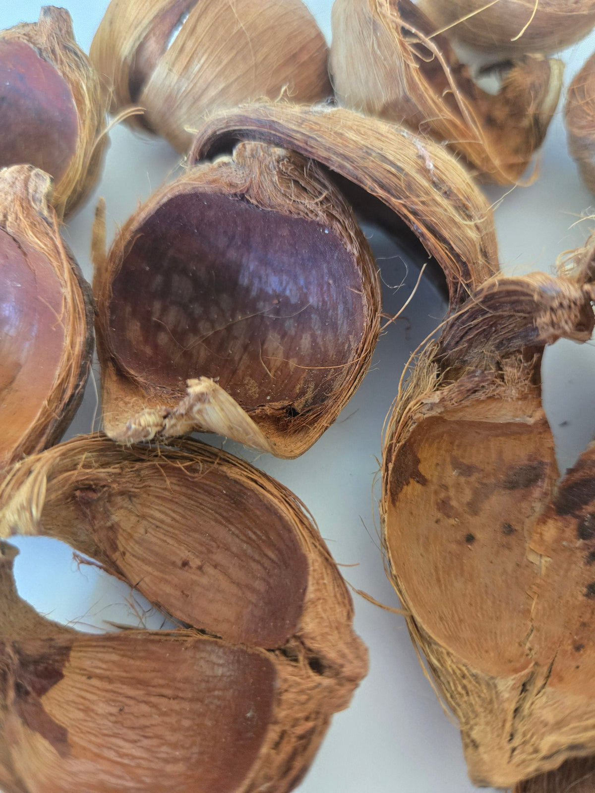 Natural Dried Betel Nut Husks (Areca catechu)