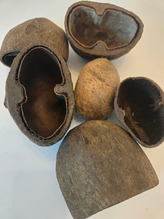 Natural Dried Palm Pods (Borassus flabellifer)