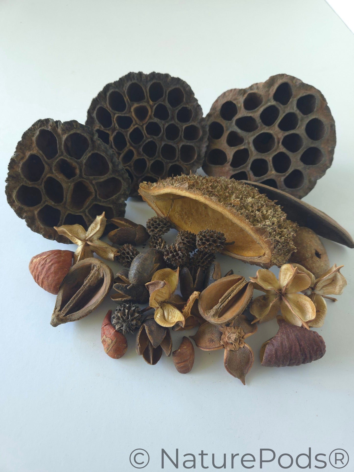 Botanical Seed Pod Variety Pack (33-Piece)