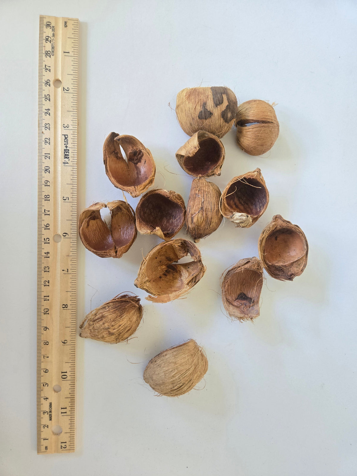 Natural Dried Betel Nut Husks (Areca catechu)
