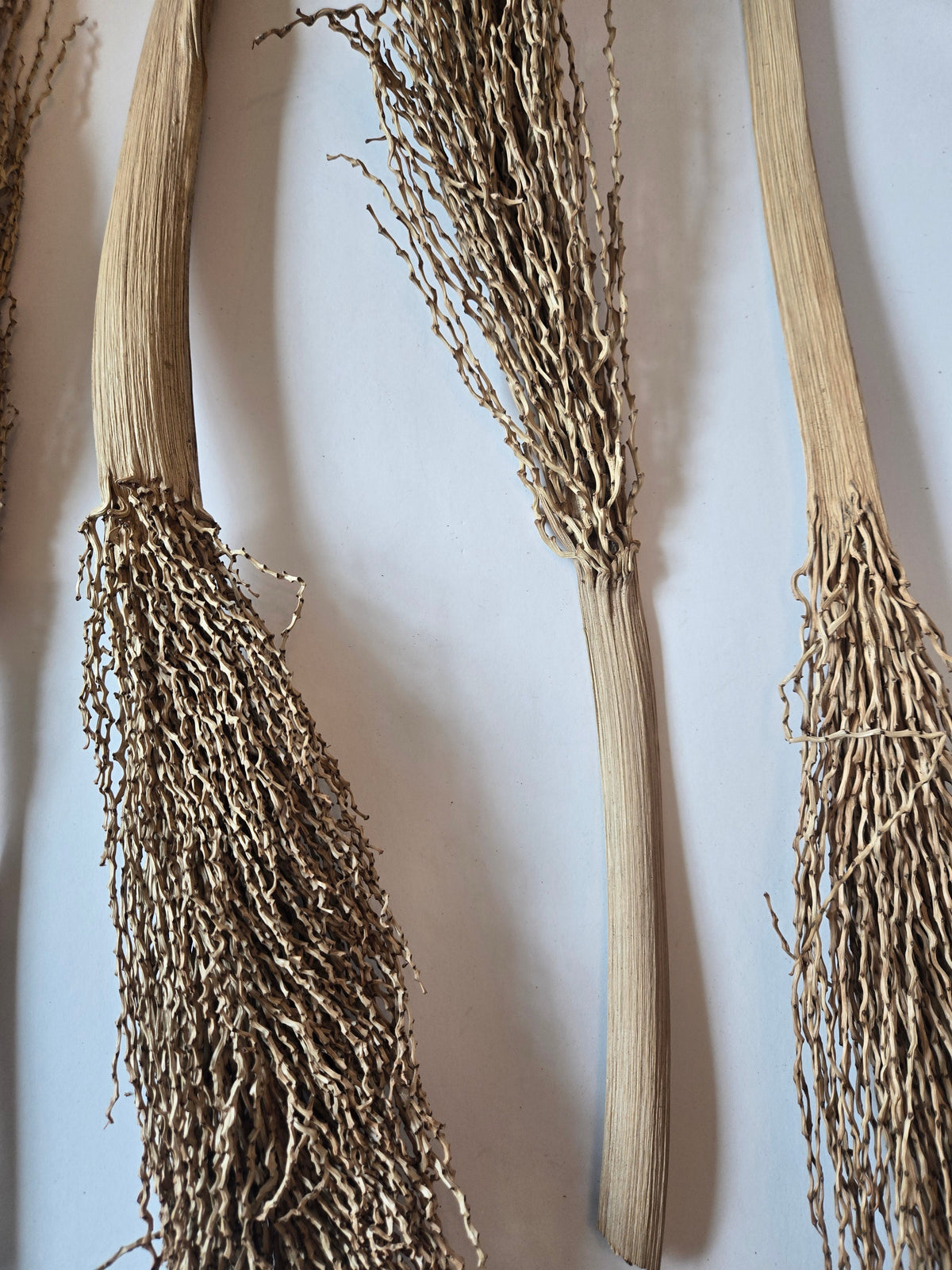 Natural Dried Date Palm Stalks (Phoenix dactylifera)