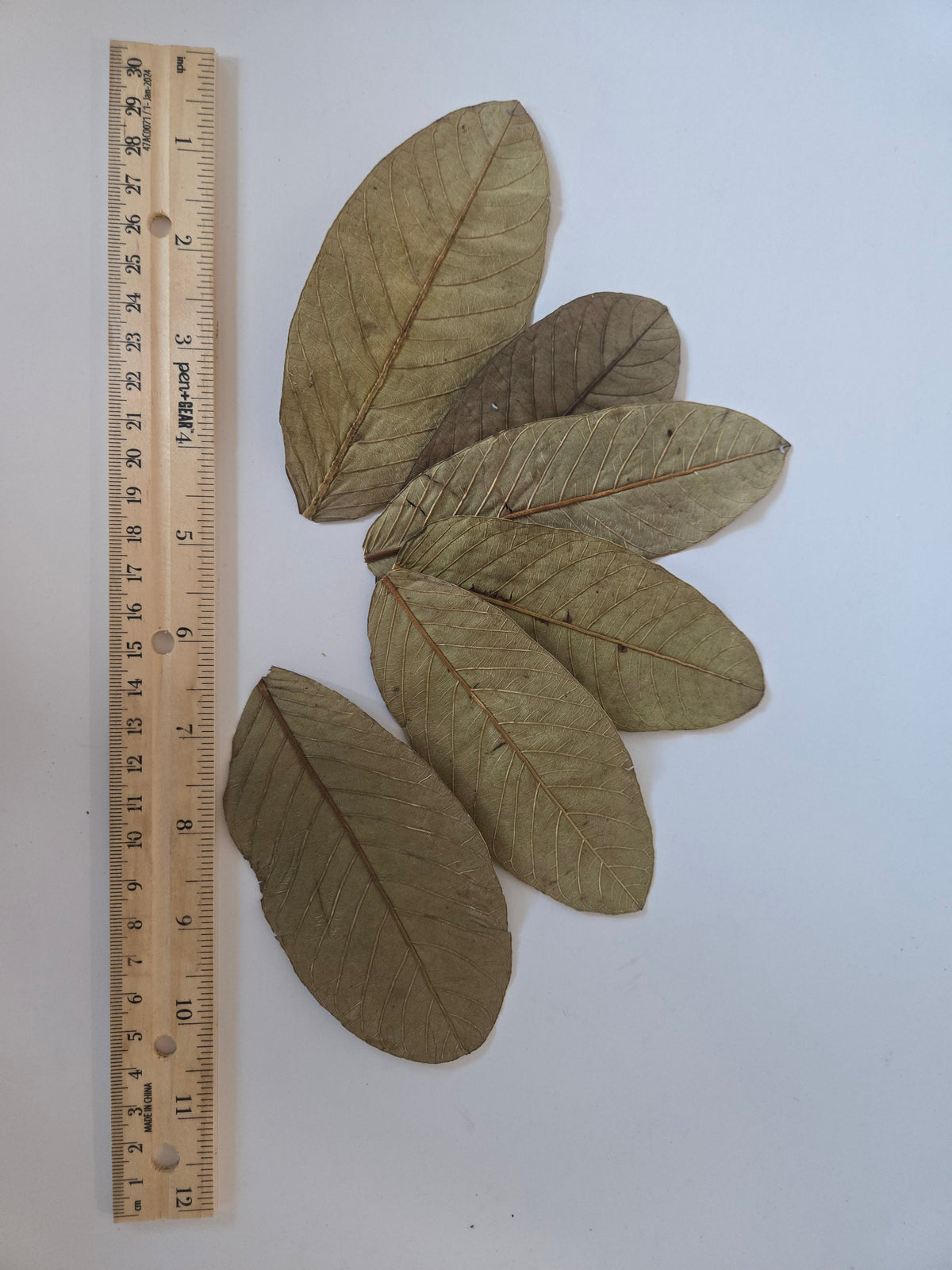 Indian Guava Leaves (Psidium guajava) 25 Count