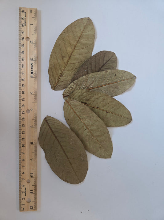 Indian Guava Leaves (Psidium guajava) 25 Count