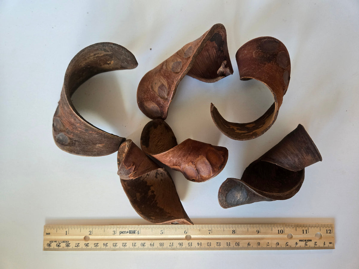 Natural Dried Elephant Ear Pods (Isoberlinia angolensis)
