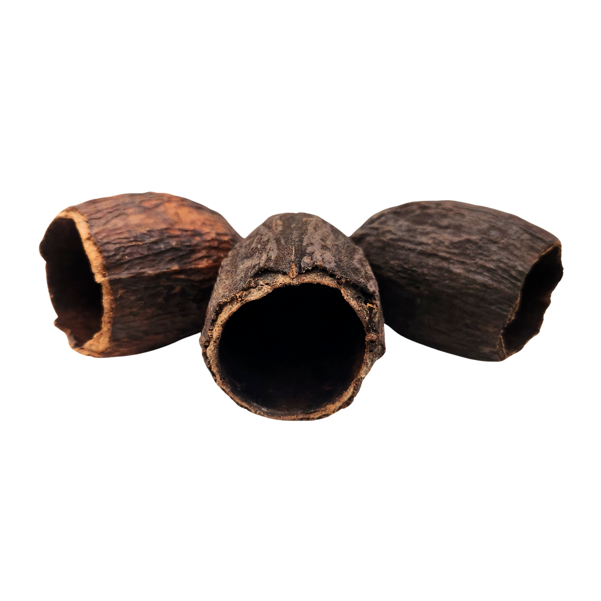Natural Dried Cacao Pod Halves (Theobroma cacao)