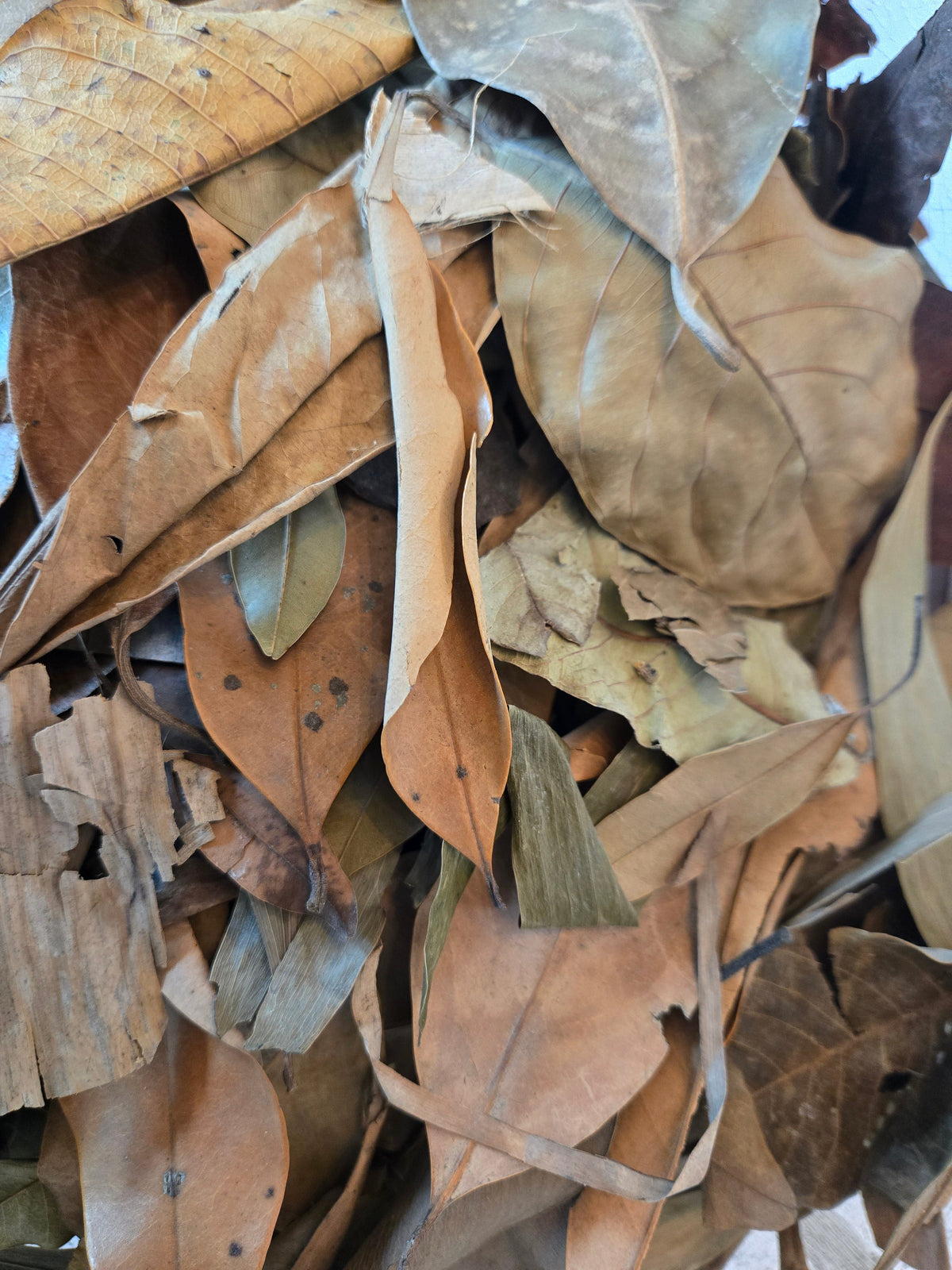 Premium Assorted Leaf Litter - Tropical Blend (1 lb Bulk Bag)