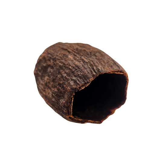 Natural Dried Cacao Pod Halves (Theobroma cacao)