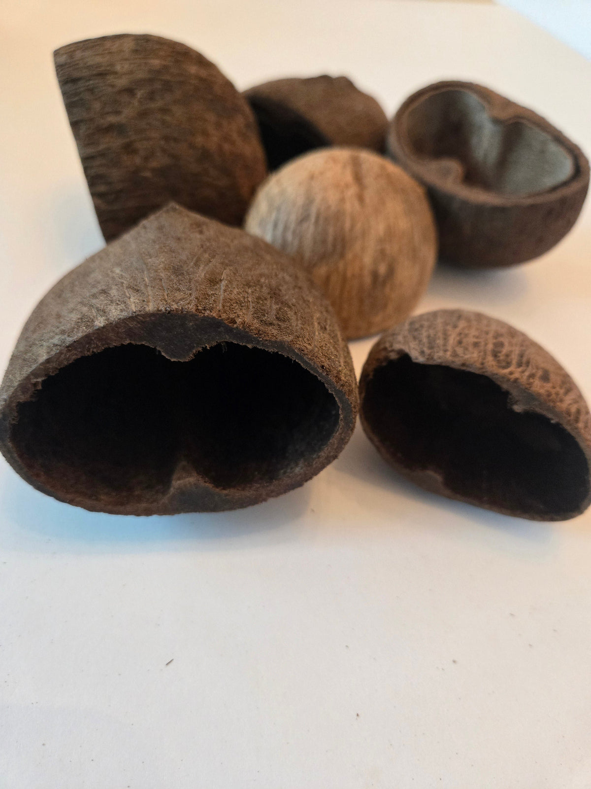 Natural Dried Palm Pods (Borassus flabellifer)