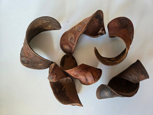 Natural Dried Elephant Ear Pods (Isoberlinia angolensis)