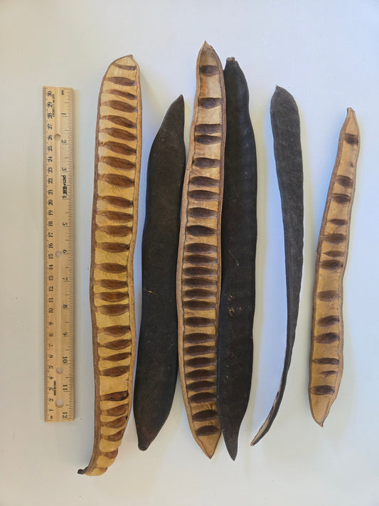 Natural Dried Step Fruit Pods (Delonix regia)