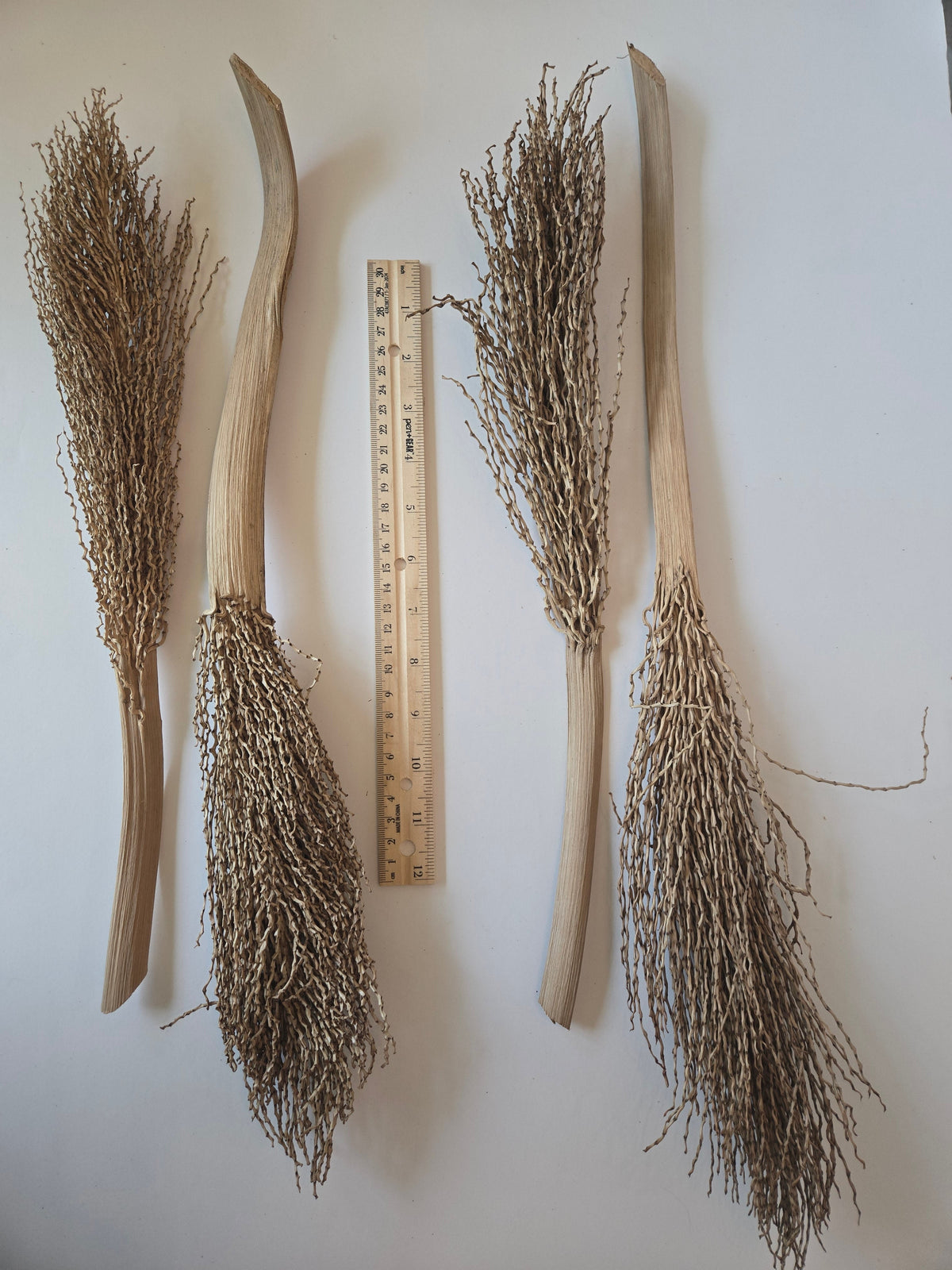 Natural Dried Date Palm Stalks (Phoenix dactylifera)