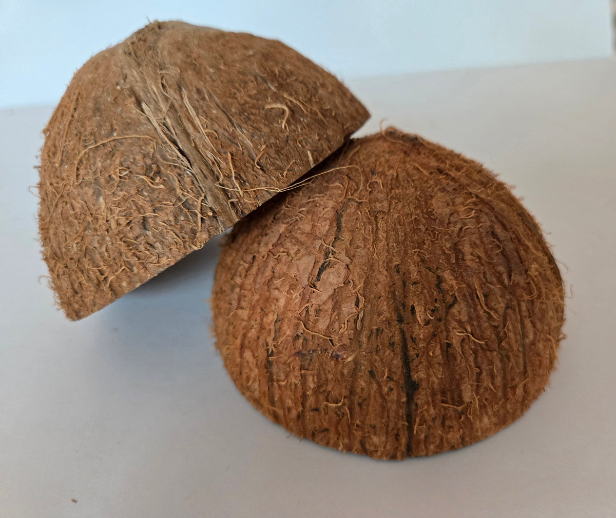 Natural Dried Coconut Shell Halves (Cocos nucifera)