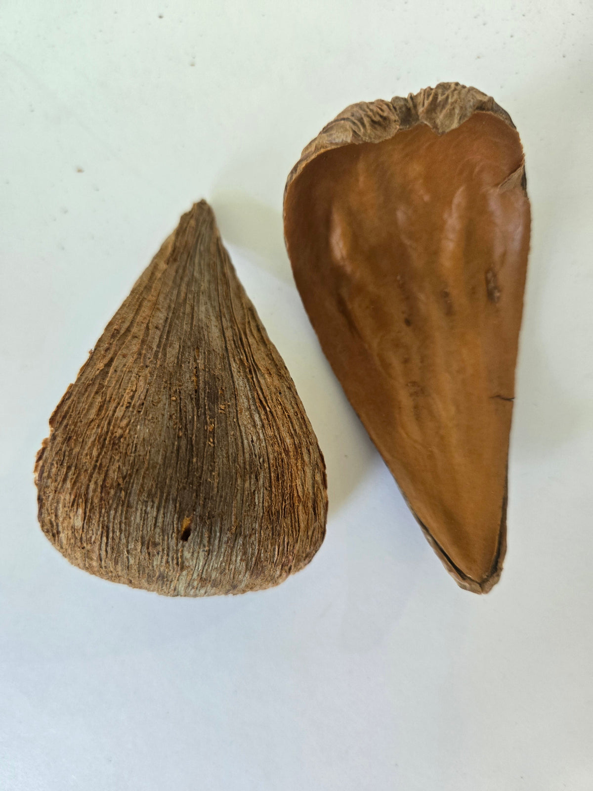 Natural Dried Dregea Arti Pods (Dregea volubilis)