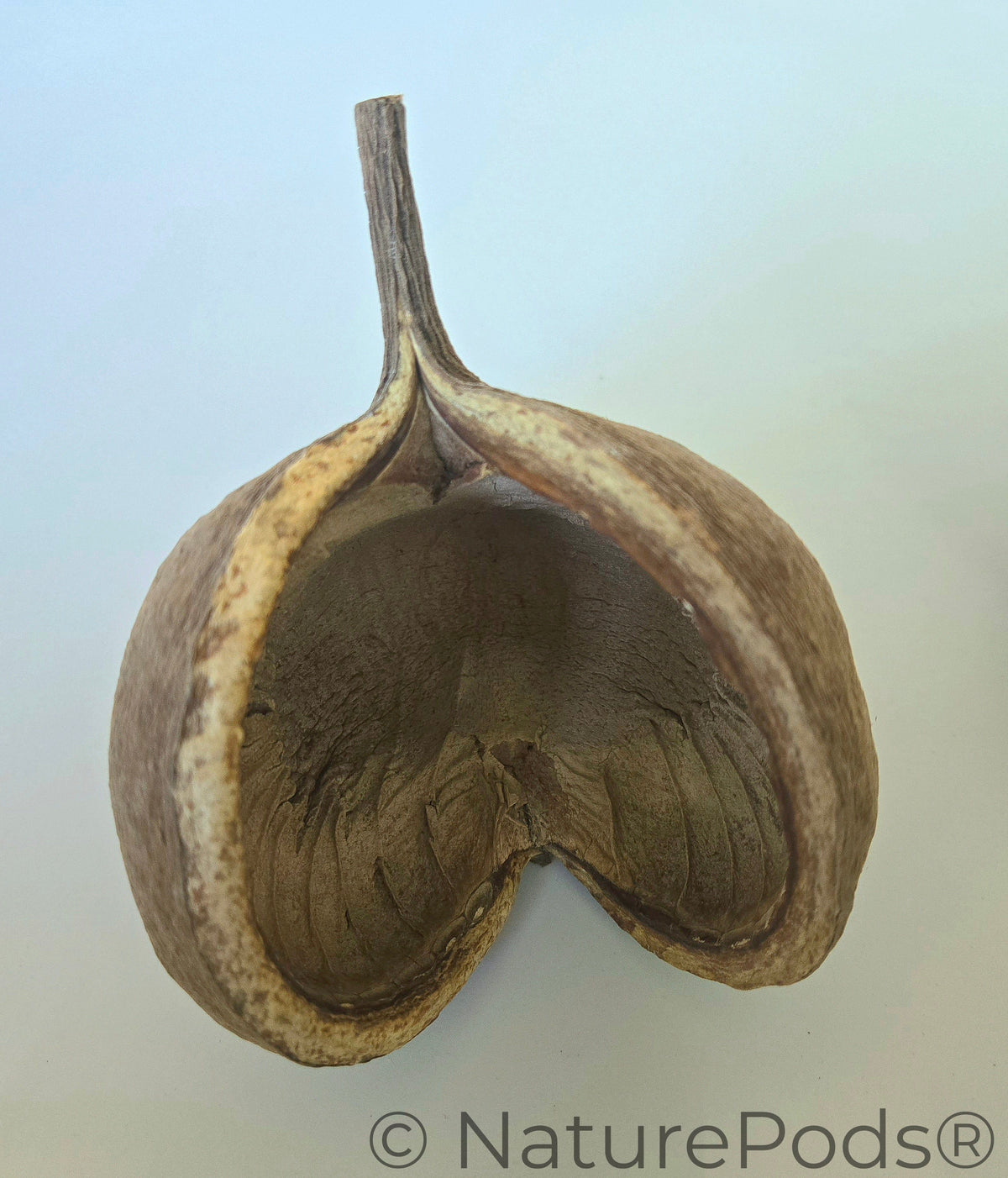 Natural Dried Buddha Nut Pods (Pterygota alata)