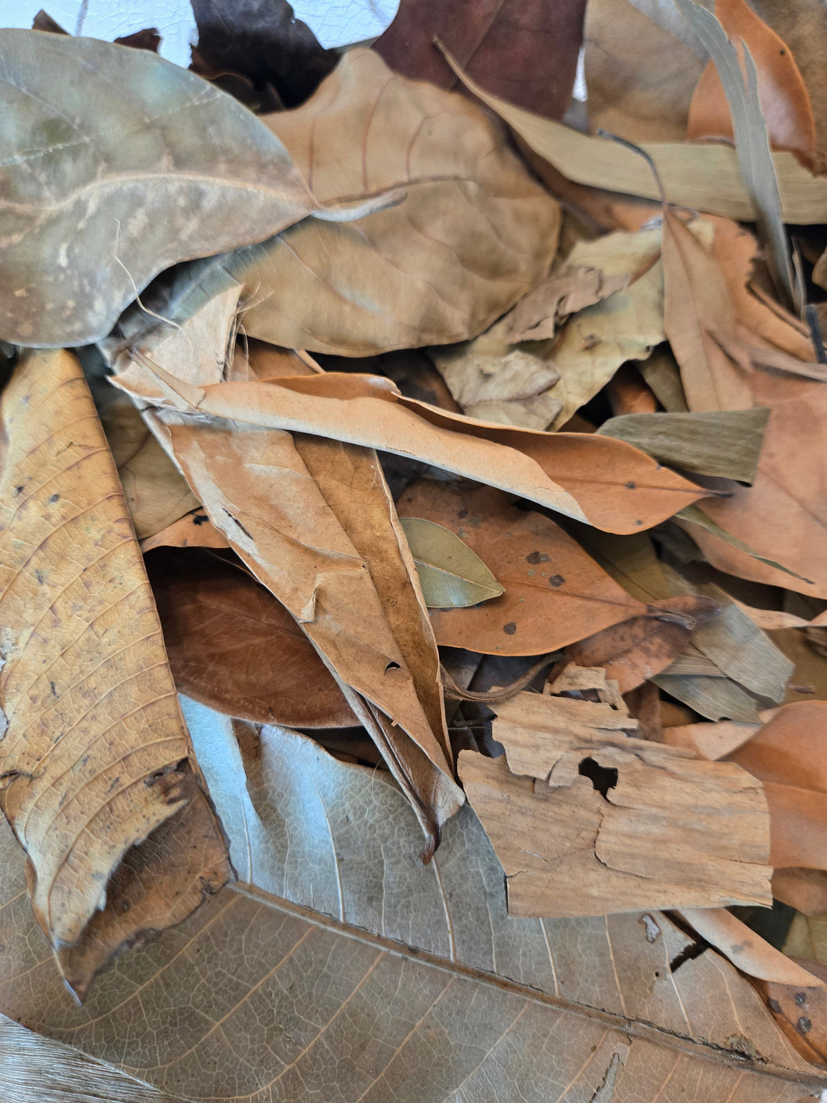 Premium Assorted Leaf Litter - Tropical Blend (1 lb Bulk Bag)