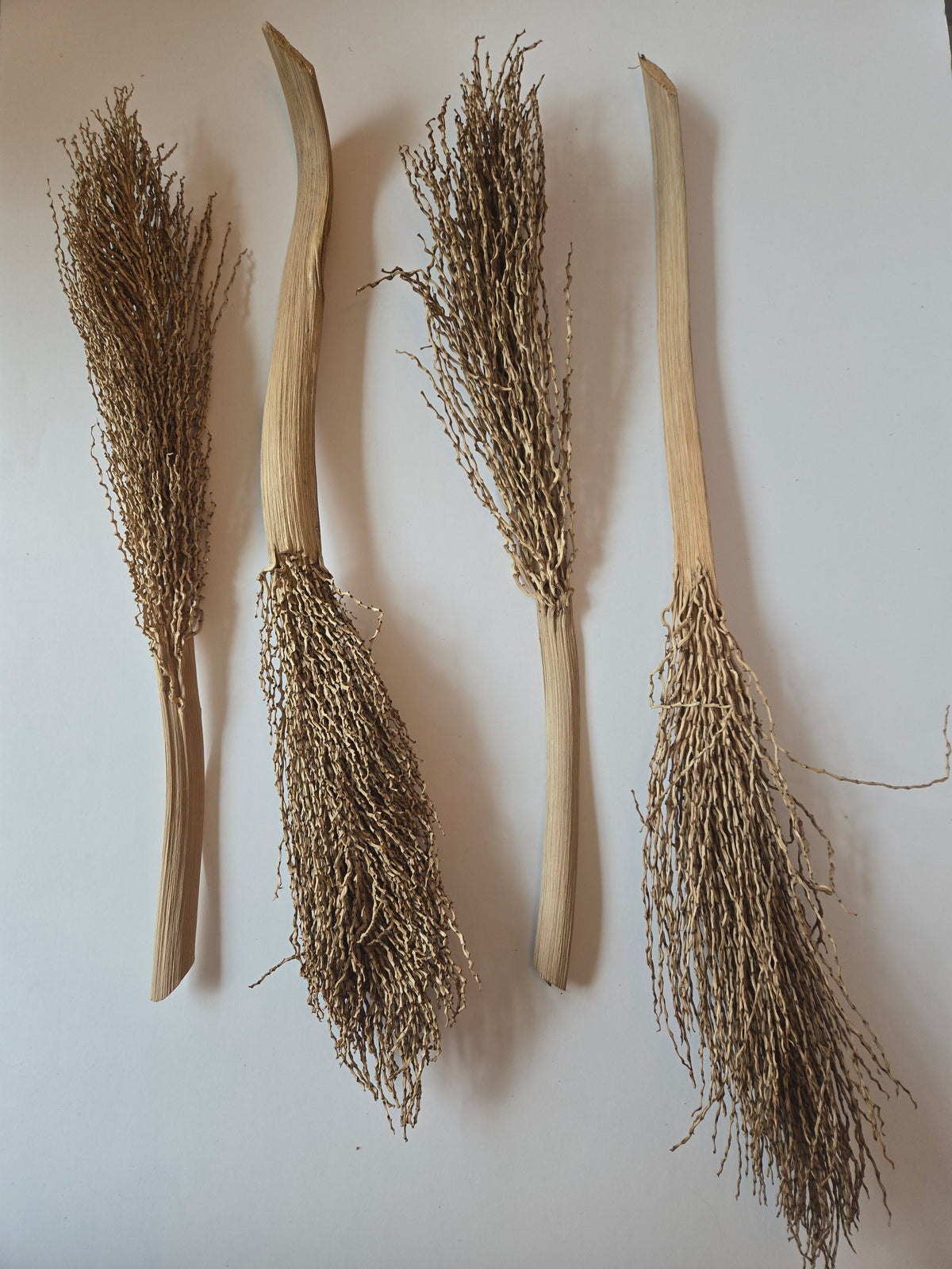 Natural Dried Date Palm Stalks (Phoenix dactylifera)