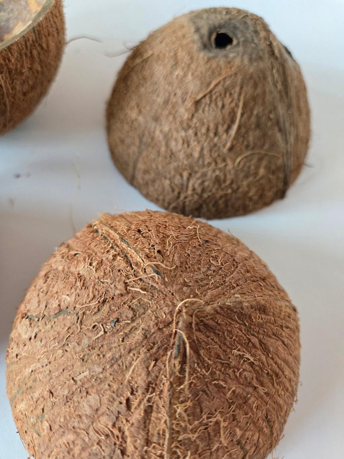 Natural Dried Coconut Shell Halves (Cocos nucifera)