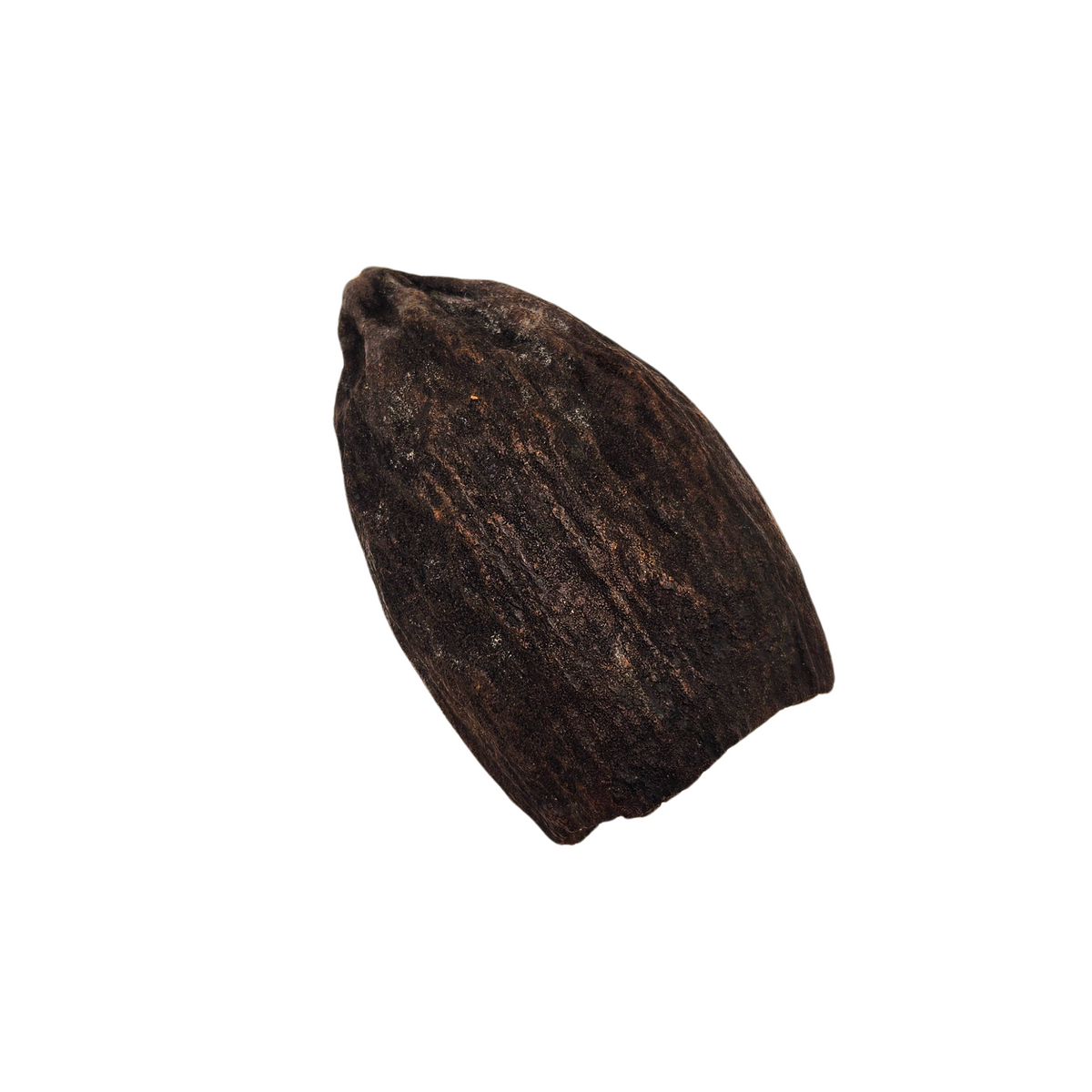 Natural Dried Cacao Pod Halves (Theobroma cacao)