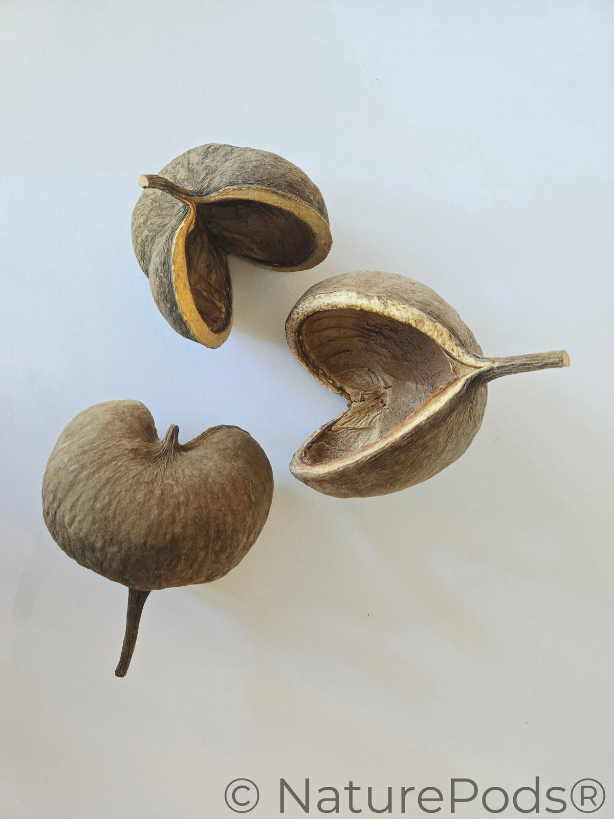 Natural Dried Buddha Nut Pods (Pterygota alata)