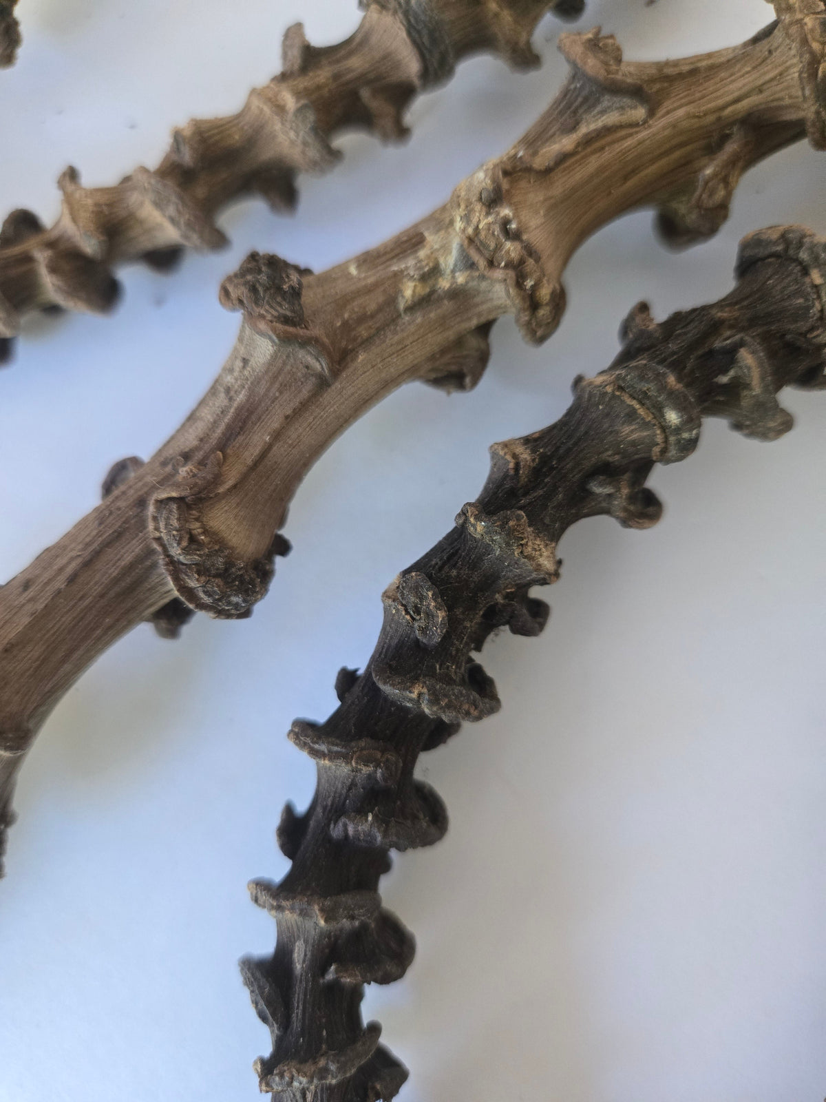 Natural Dried Banana Stems (Musa acuminata)