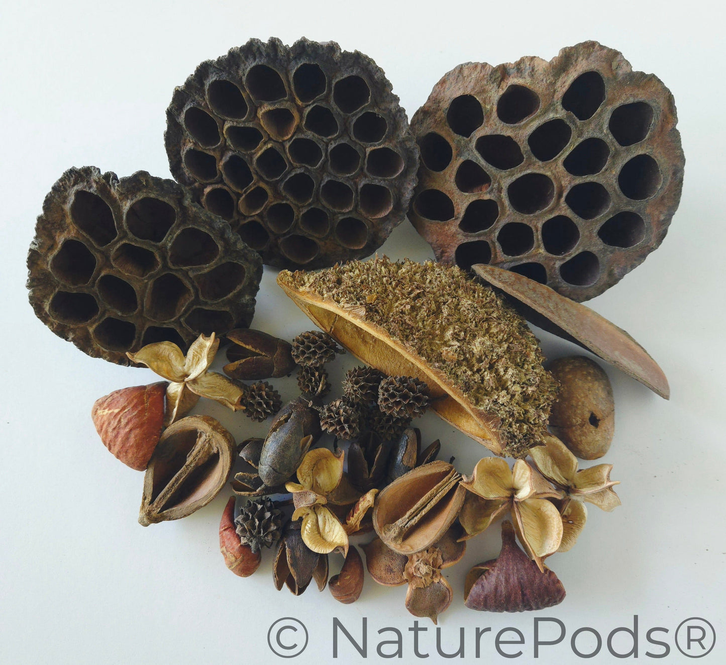 Botanical Seed Pod Variety Pack (33-Piece)