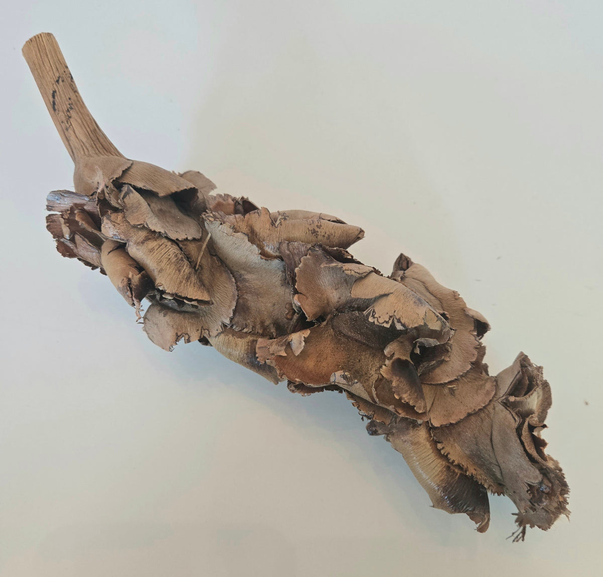 Natural Dried Palm Blossom Stalk (Borassus flabellifer)