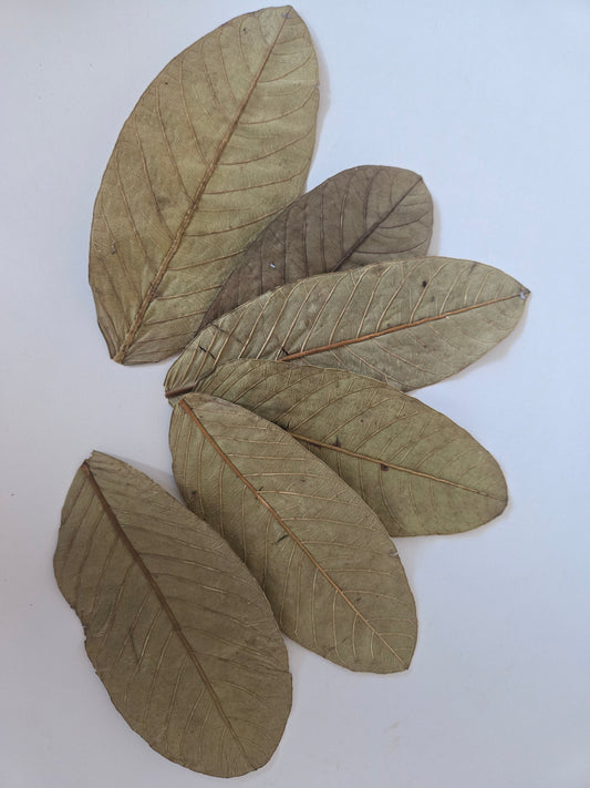 Indian Guava Leaves (Psidium guajava) 25 Count